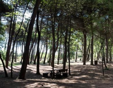 Forêt avec banc, lumière filtrant à travers les arbres.