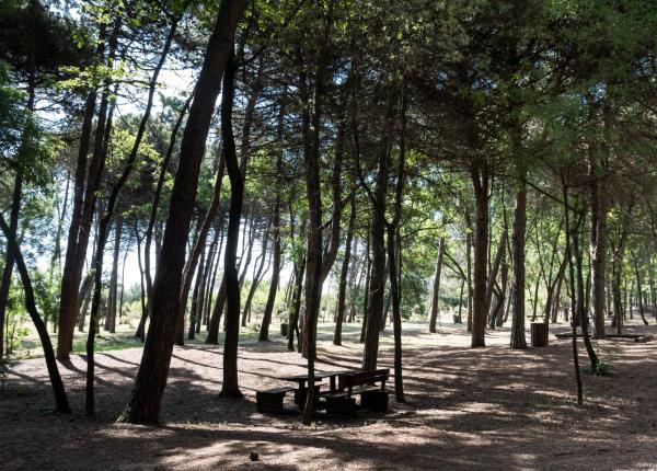 Forêt avec banc, lumière filtrant à travers les arbres.